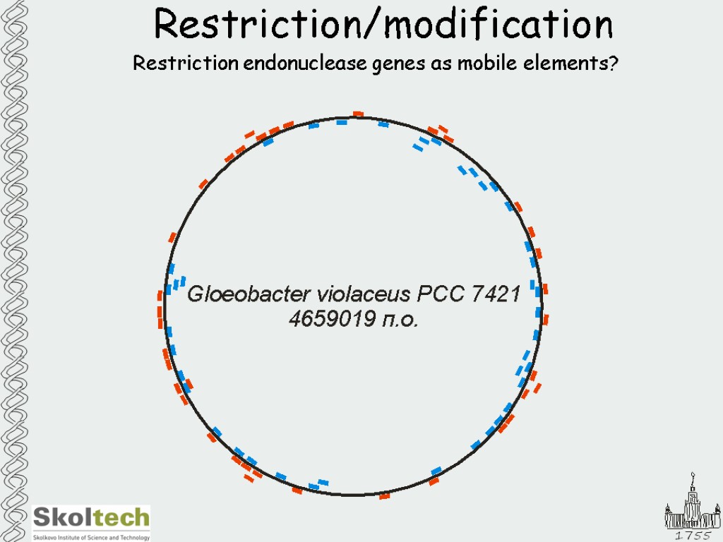 Restriction/modification Restriction endonuclease genes as mobile elements?